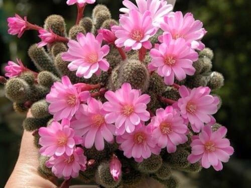 天竺葵|从6月29日起,家养此款花卉,仙气十足颜值高,颜色艳丽开满花盆