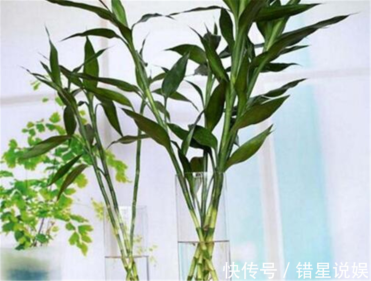 寓意|10大“吉祥花”适合养客厅,格调高,株型美,旺财又护家