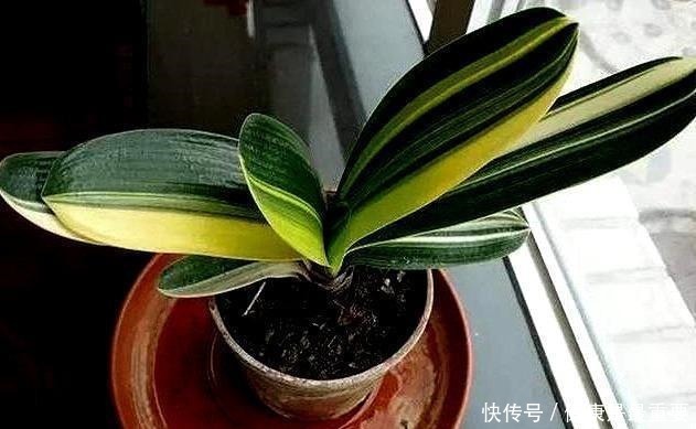 入秋后给君子兰换盆,操作5要点,轻松服盆,状根叶绿开花早!