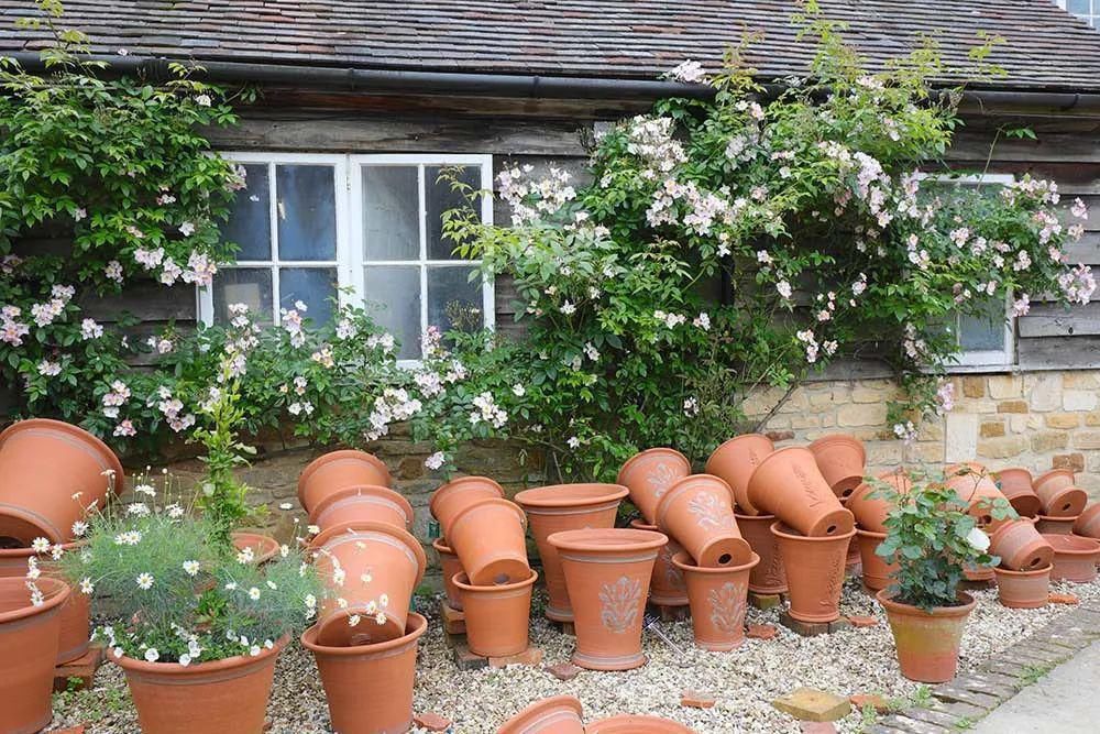  看完这个，想把家里花盆丢了