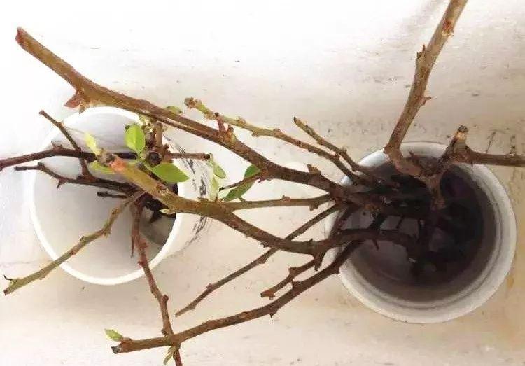 拿它一捂，长寿蟹爪兰嗖嗖冒花苞，多肉呼呼胖三圈