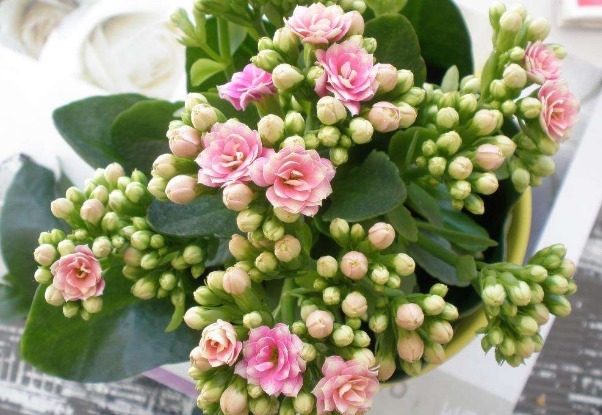 长寿花不开花老花匠教你2招，花苞蹭蹭冒，全年开花不断