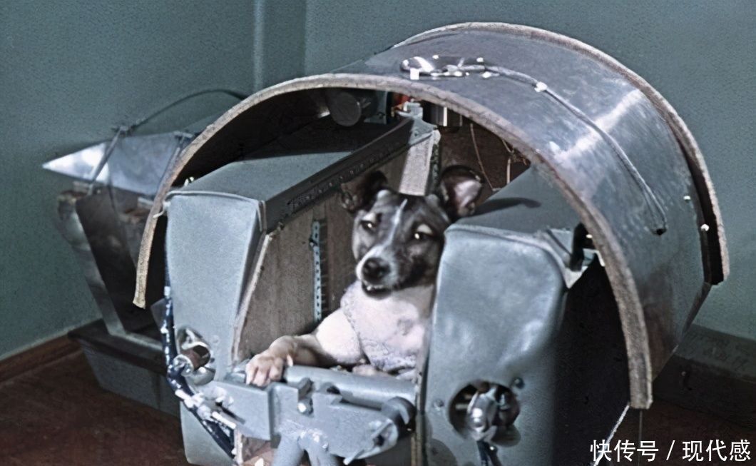 这只狗成功登上外太空,几十年过去了,它仍然在地球轨道流浪