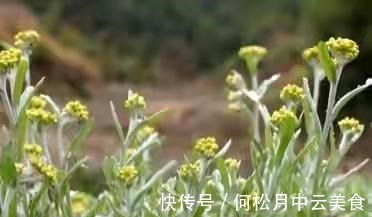 江南人|60种常见野菜,高清大图,收集全了真不容易!