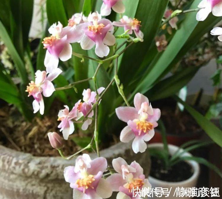 阳台上|4种花开花吉祥又喜庆,花朵漂亮,家里养一盆四季有花赏