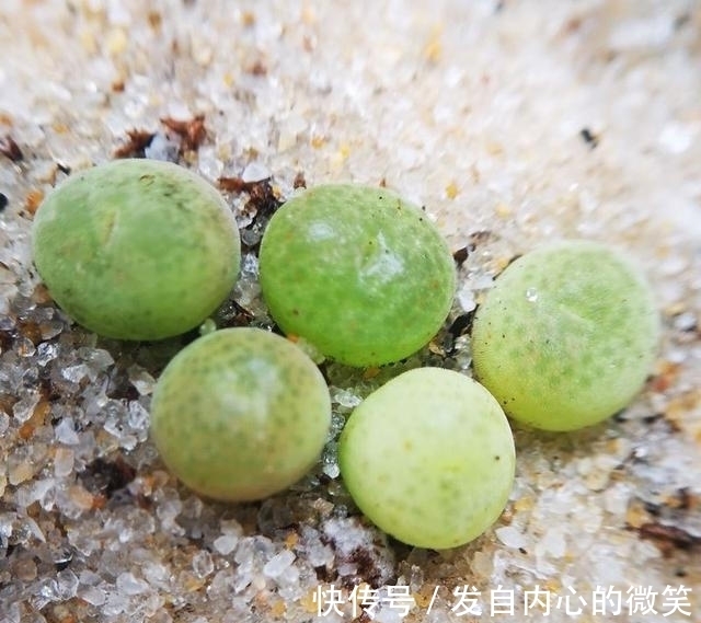 多肉|这“三多肉”是迷你型,无需砍头易群生,价格却不比老桩“便宜”