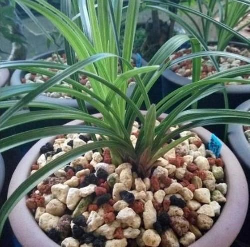 春天养兰花，给它用上2种肥，兰株长得旺，冒出更多新芽