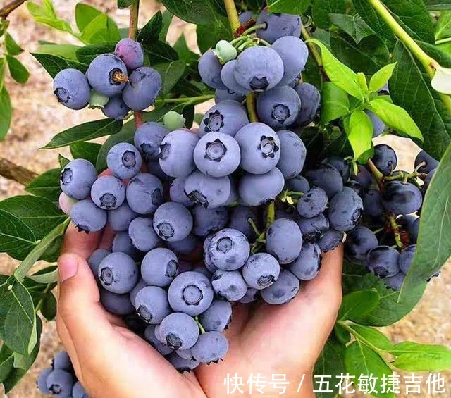 养1盆“耐寒”果树,枝头结满“蓝果子”,年年都能摘鲜甜水果!