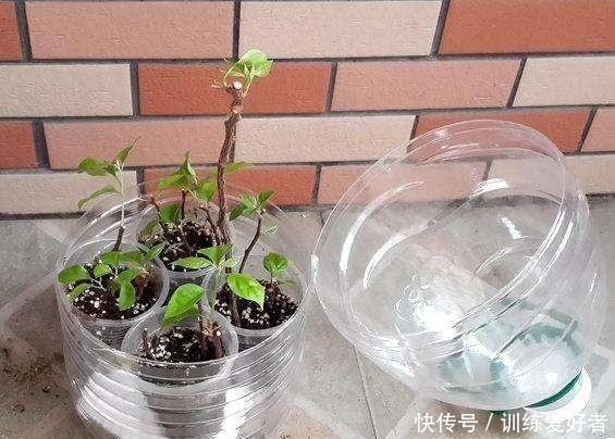 月季|8种花不用花钱买,掐片叶、剪根枝,找个花盆种起来,家里放不下!