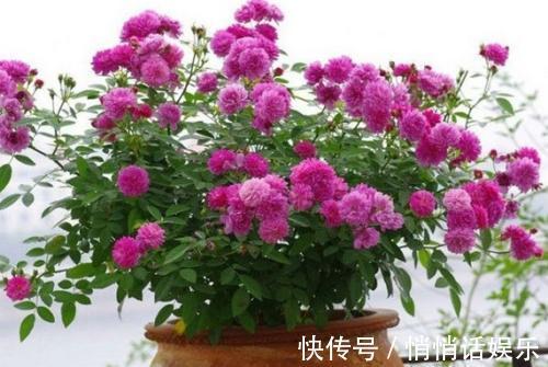 世界六大花期最长的花,养一盆全年有花赏,快看看你养过没