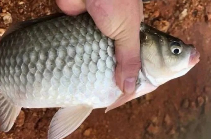 你不能不知道:冷天一用这2种窝料,别不信,大板鲫好钓到没话说