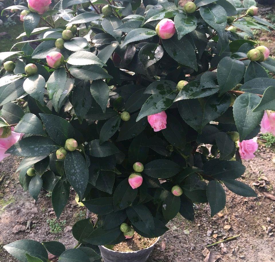 怎样才能让茶花多开花?做到3个技巧,防止花蕾掉落,花开不停