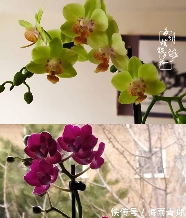 爱上多肉：何须浅碧轻红，自是花中一流！