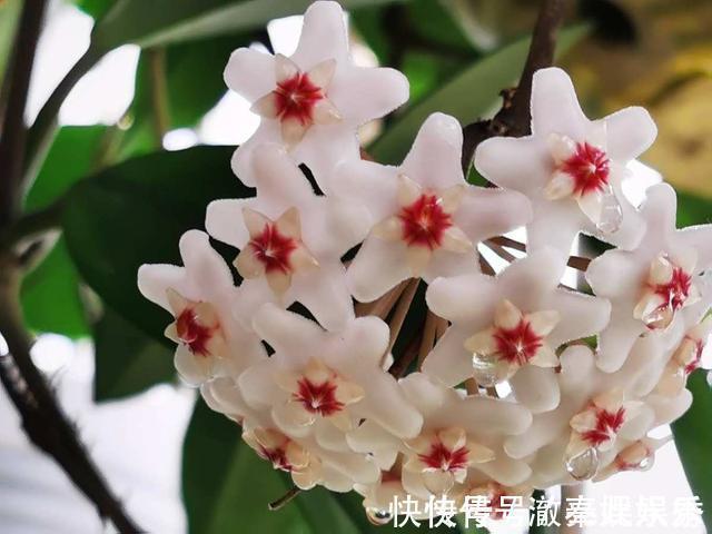 养护|4种花现在要搬进屋,要是再晒下去,就要晒成“枯草”