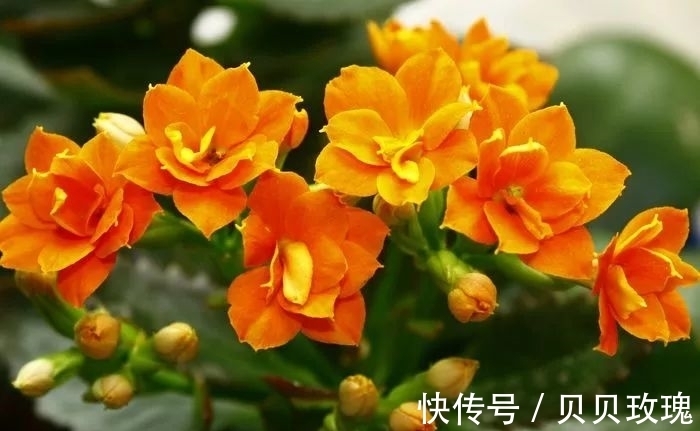 长寿花不好养,这样嫁接,以后不烂根,不黑腐,花开多爆盆