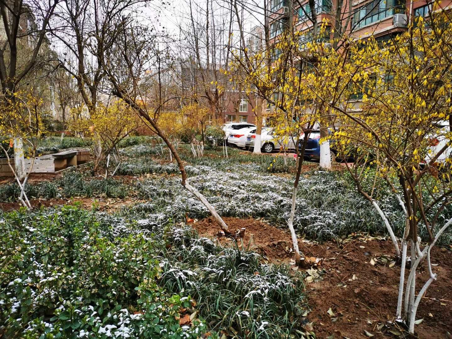 老年|泉城喜降春雪，银装素裹，分外妖娆