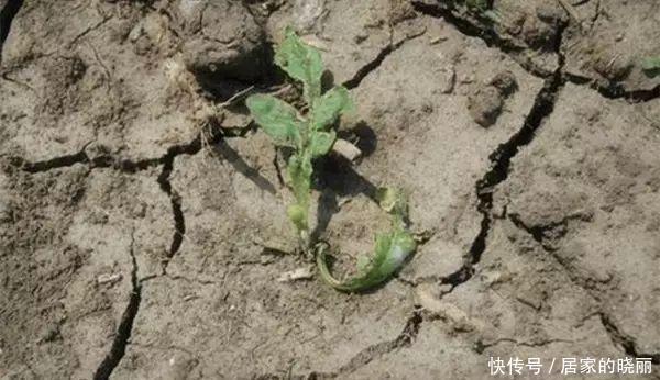 解决|土壤板结不必再换土了,简单一招教你完美解决