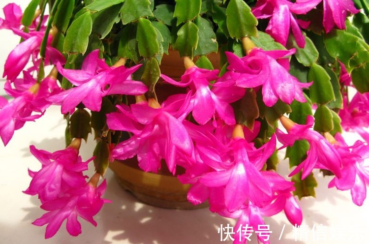 生根|邻居扦插蟹爪兰,准备1块“泡沫板”,促进生根,养2周冒白根