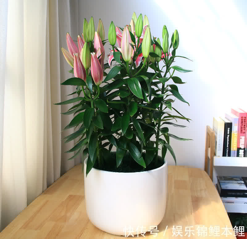 花卉|哪些花卉适合秋季盆栽,开花美、好管理?这4款首当其冲,值得