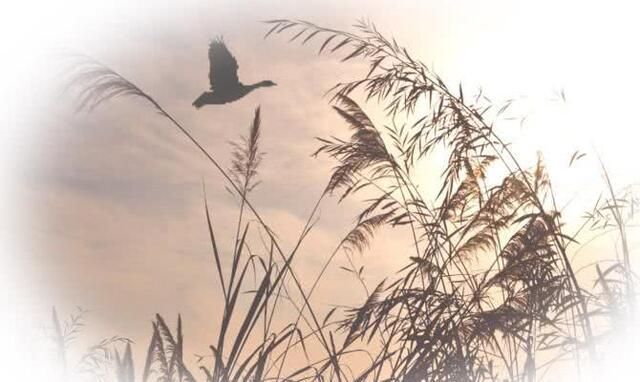 写景$杜牧最精美的写景唐诗,前2句存在争议,最后一句7个字脍炙人口