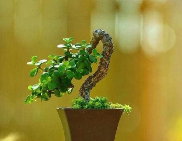 盆景|金枝玉叶做盆景这么养,大盆,肥水常伺候,个子蹭蹭长