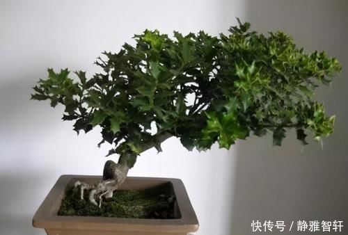 观叶|枸骨是制作盆景的好素材，集观形、观叶、观果于一身，还很好养活