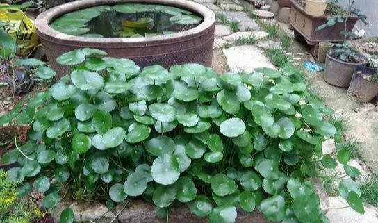铜钱草养在这个地方,一周就爆盆,叶子能长成巴掌这么大
