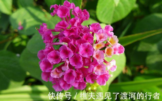 适合养在室内的3种花,开花比牡丹漂亮,一年循环开花,漂亮极了