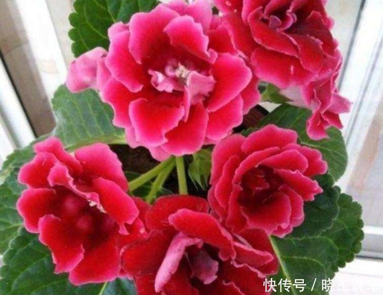 喜欢赏花,夏天就种此款小花,花姿妖娆,四季繁花似锦