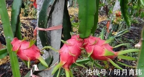 通便|藏在身边的天然“通便药”,便秘的人多吃点,促进排便更顺畅