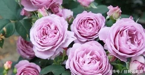 月季|最值得养的月季,花色稀有,开花量大,一开就是300天,从不生病