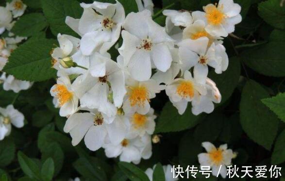 喜欢养花,就养这几款,花开满院飘香,花朵妖绝迷人