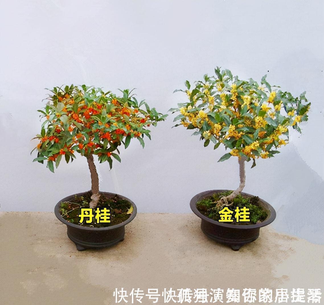 果树|3种“养人树”,漂亮有香味,能吃能观赏,建议至少养一种