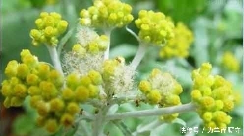 鼠曲草|这种草田间很常见,营养价值特别大,可惜有农民不懂,清热解毒好