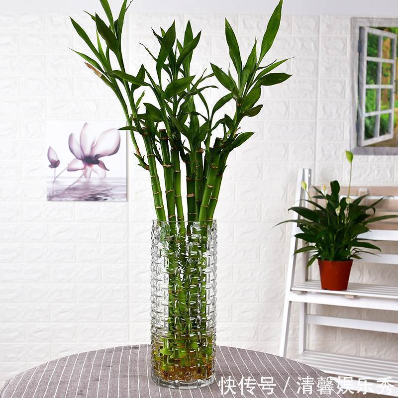 7种寓意“旺财”的花,适合养在家里,看着就有好兆头