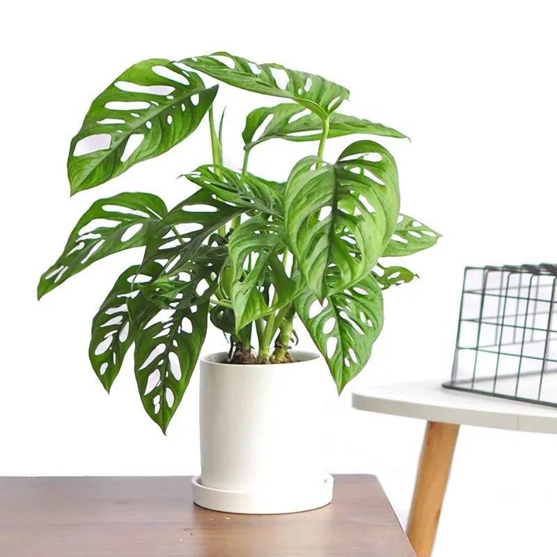 家里养盆仙洞龟背竹，叶片上都是“小天窗”，清新又养眼