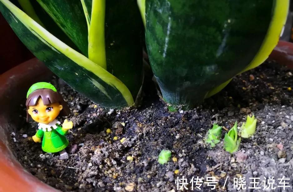 小芽|冬天虎皮兰,正在“虚弱期”,注意3个要点,小芽一个接一个