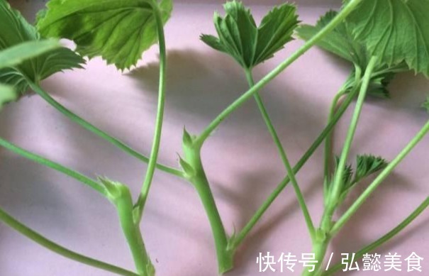 水培|3种枝条泡水里，10天长根，一次开花100朵，水培成活率更高！