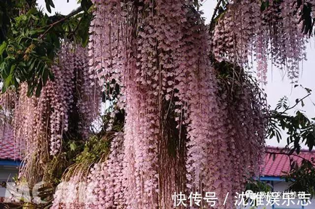 狐尾兰|4种“兰花”好养还爱开花,一开就是“花瀑布”,惊艳!