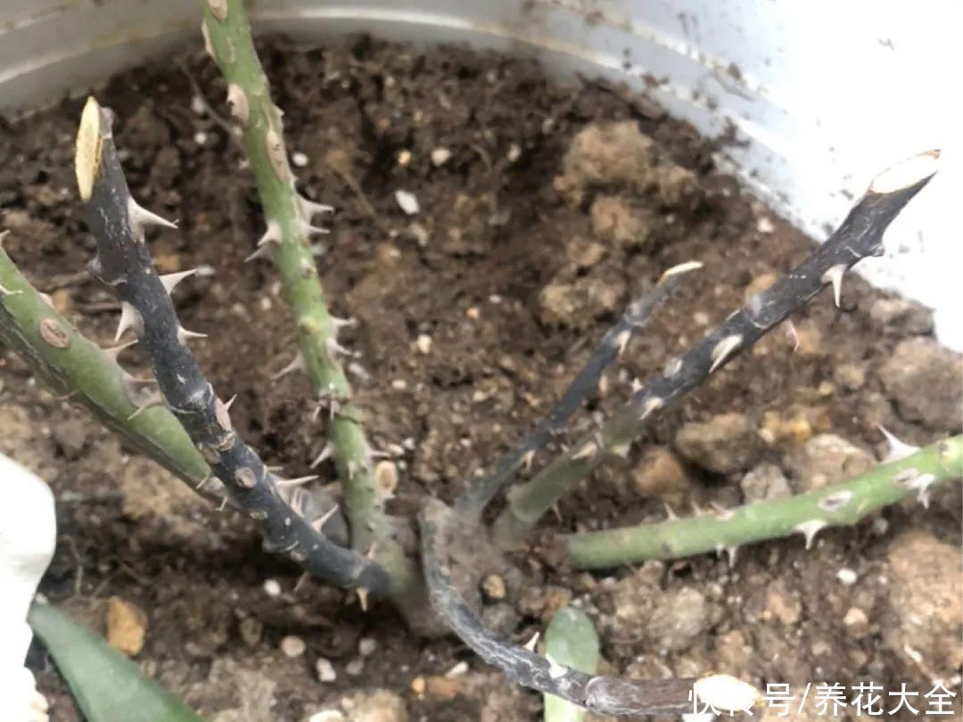 枝条|冬剪开始了,月季看见这种枝,就要赶紧剪