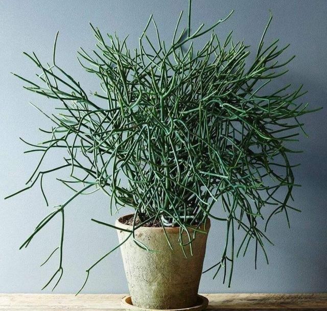 开花|盆栽花都怕“碱性”,养花学会2个技巧,土壤呈酸性,叶绿开花多