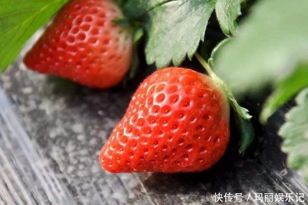 一样是草莓,遇到以下4种,白送也不能要,果农从不让自家人吃!