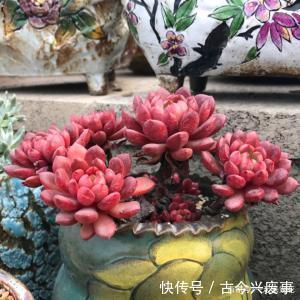 红宝石|秋冬养多肉红宝石,做好四件事,叶片红艳艳,观赏价值高