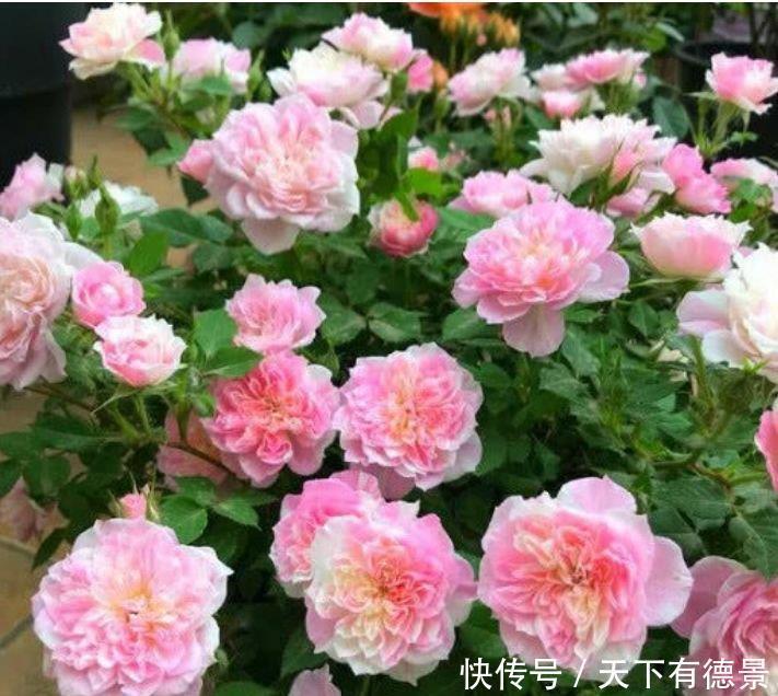 4种花，堪称“开花机器”，花期长、花量大，好养活还不贵