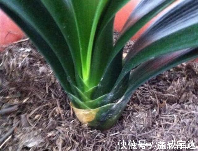 养分|松针土养花，提前做好这几步，疏松透气，养分充足！