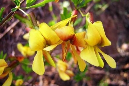 妇科疾病|秋季养生,要学会常吃三种食物,美容抗衰,预防妇科疾病