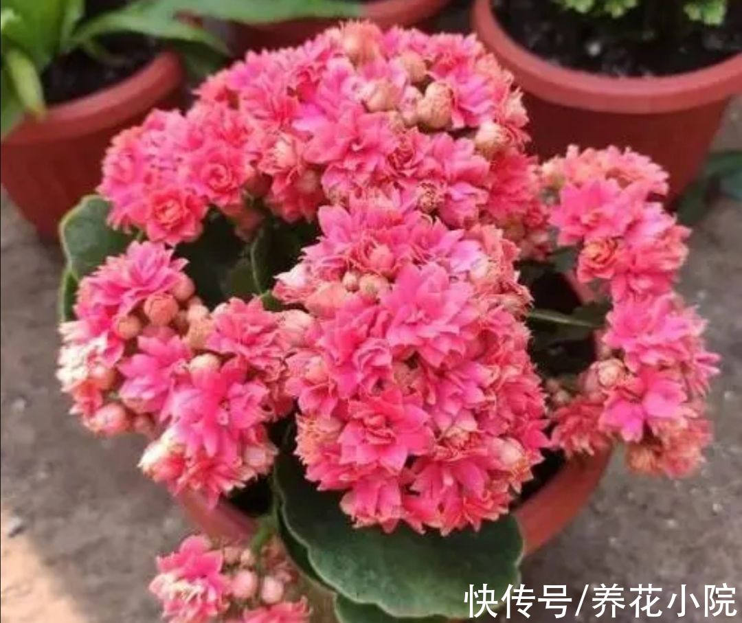 5种花,冬天也能开,摆在家里漂亮又养眼