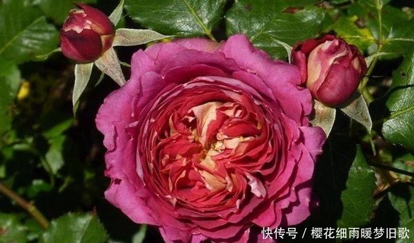 医生|月季马萨德医生，颜色鲜艳，多头开花，非常优秀的月季品种