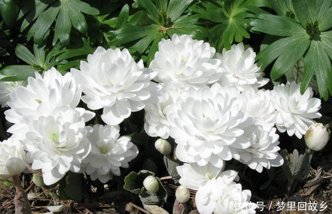 名字|喜欢菊花，不如养盆“高档小花”血根草，名字奇葩，长得却很美