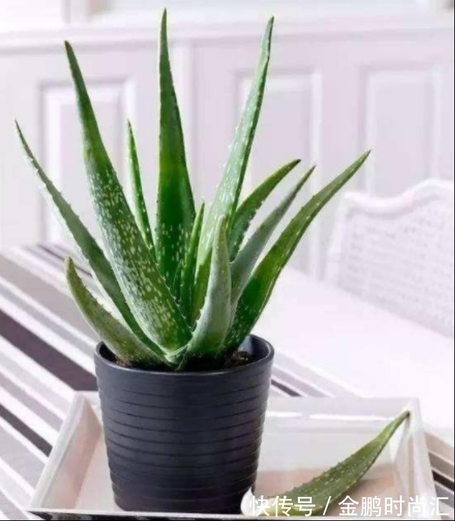 最适合卧室摆放的9种植物，清新素雅，安全无毒，还特好养活